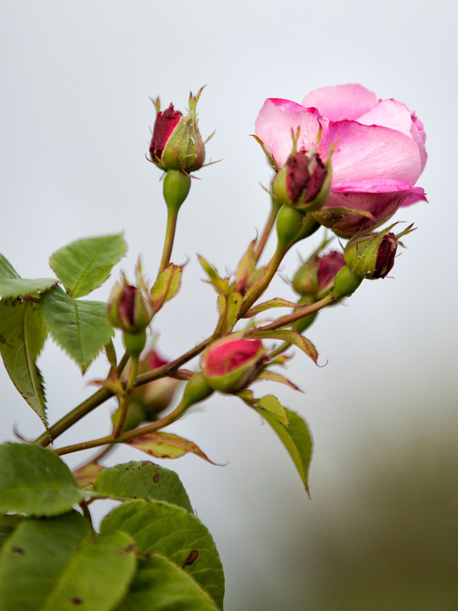 In the pink: Neroli Nolan’s heirloom rose