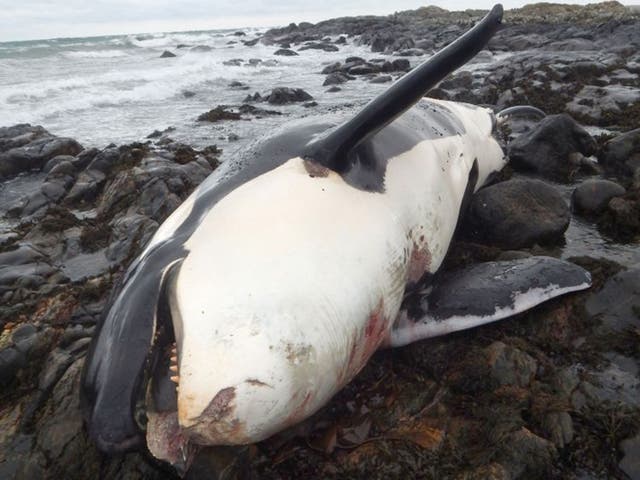 Found dead on the island of Tiree, Lulu is thought to have died an excruciating death after becoming entangled in fishing rope