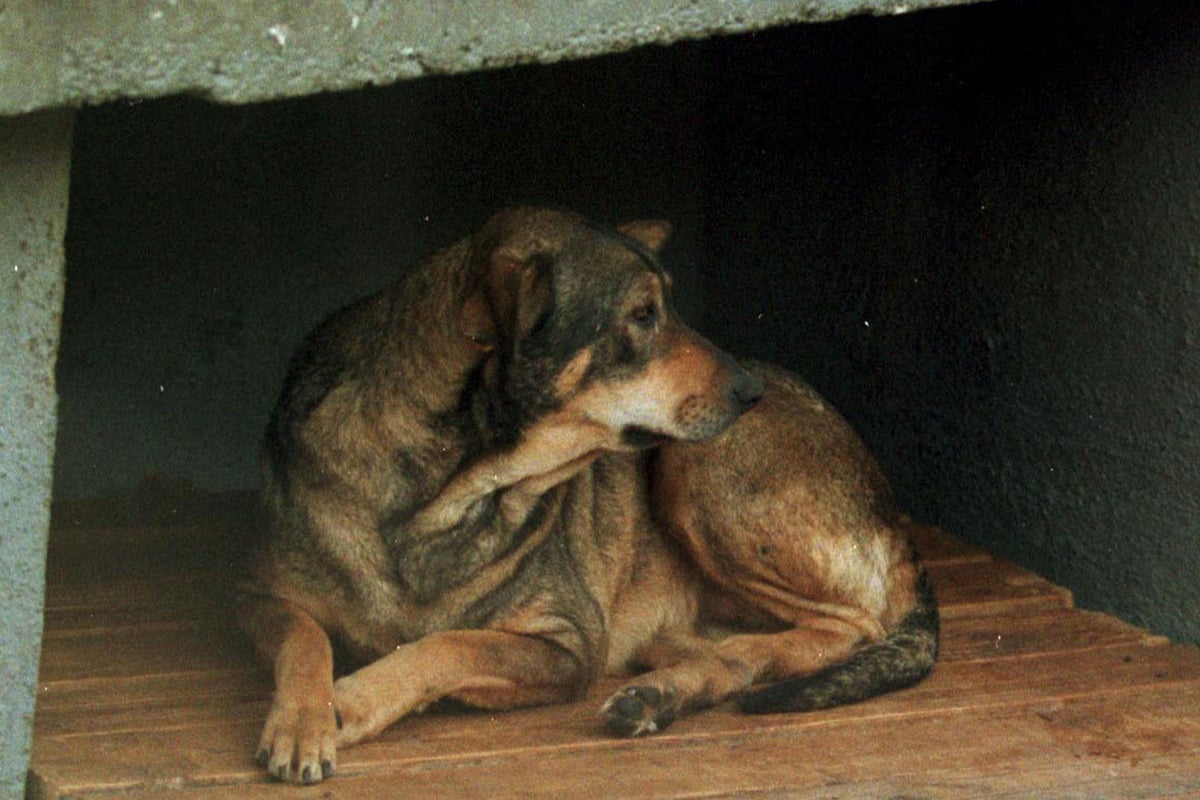 FBI now tracking animal abuse like it tracks homicides | The ...