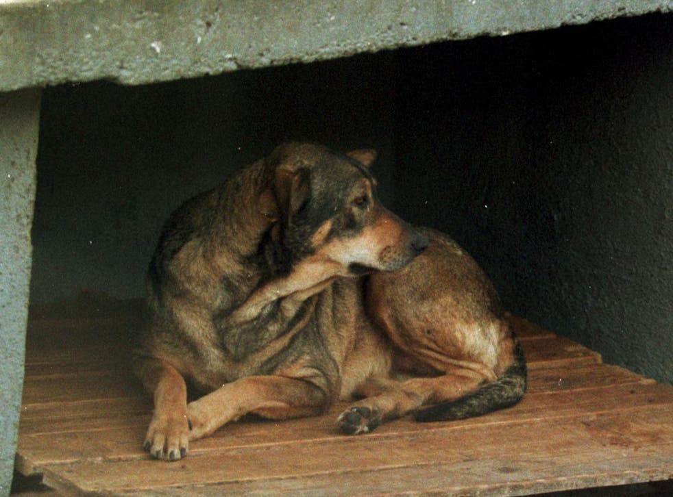 The FBI now counting animal abuse as a serious crime