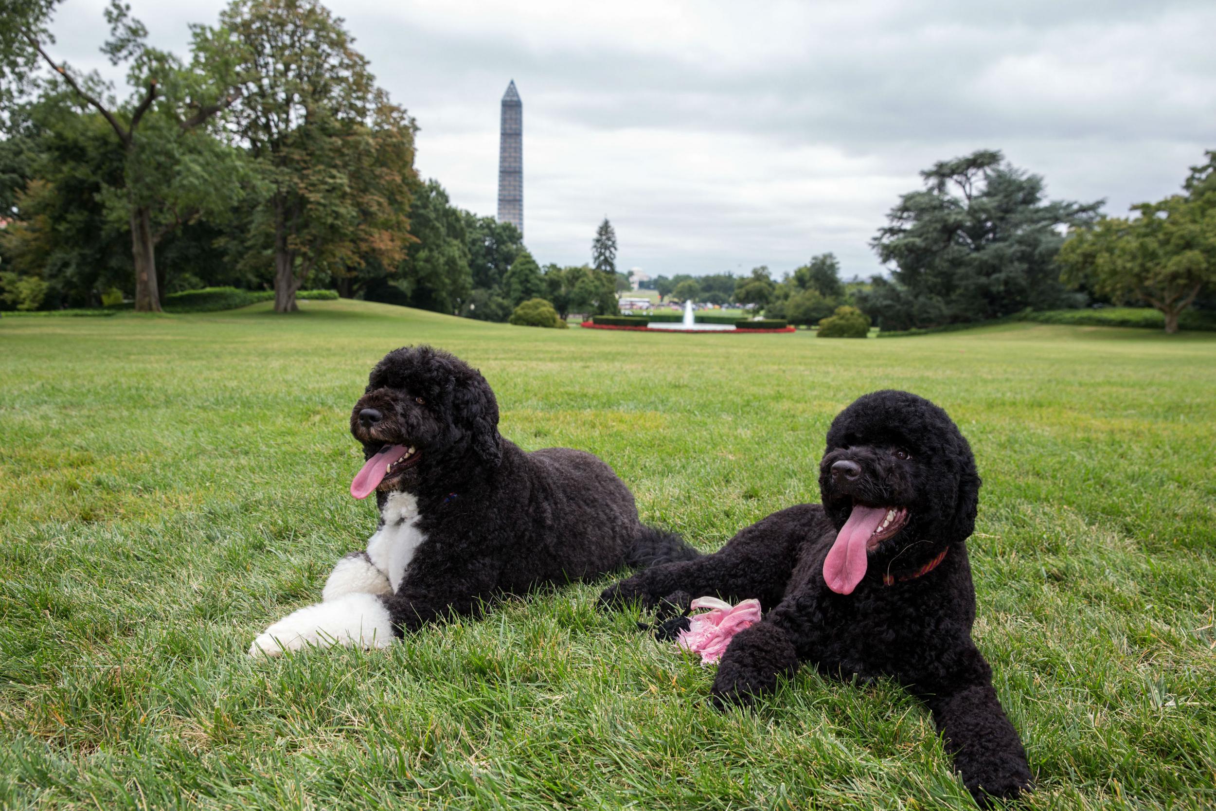 Sunny and Bo are walked every morning on the lawn