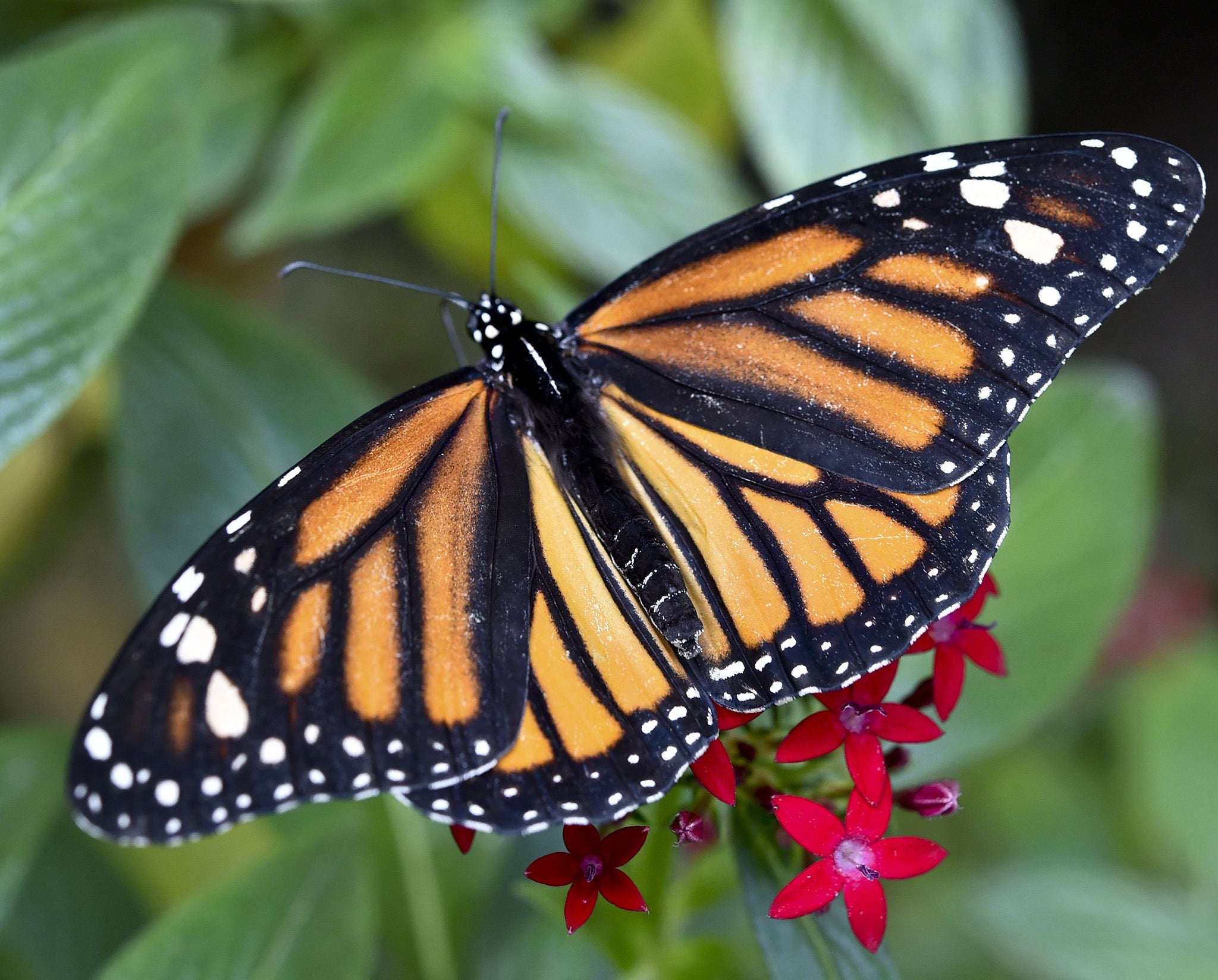 Monarch butterflies were called 'Harvest butterflies' by Native American tribes because they arrived at the same time as the corn harvest