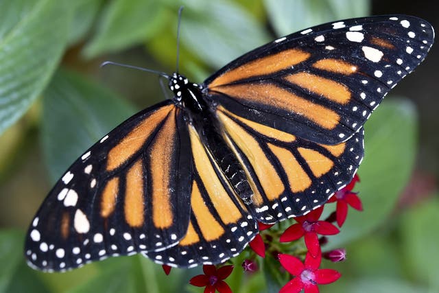 Monarch butterflies were called 'Harvest butterflies' by Native American tribes because they arrived at the same time as the corn harvest