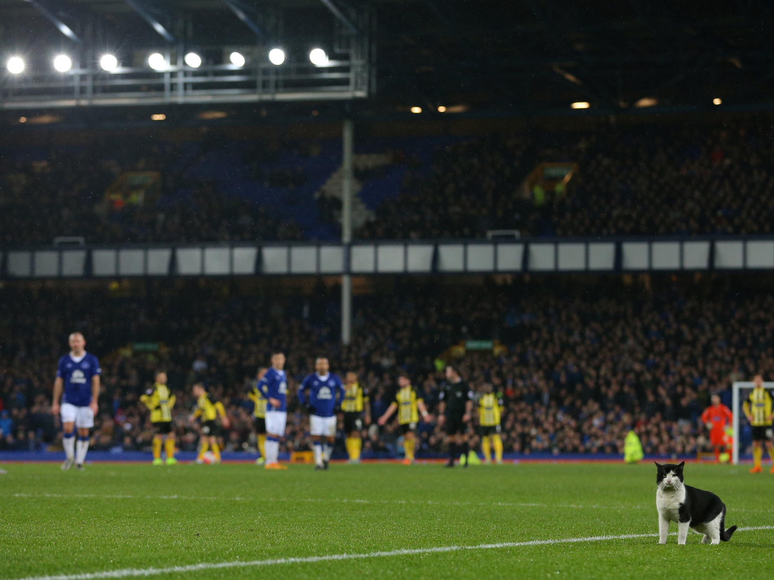 A cat interrupts play at Goodison Park