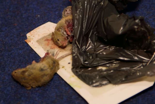 After the rodent infestation began six months residents have been forced to set their own traps