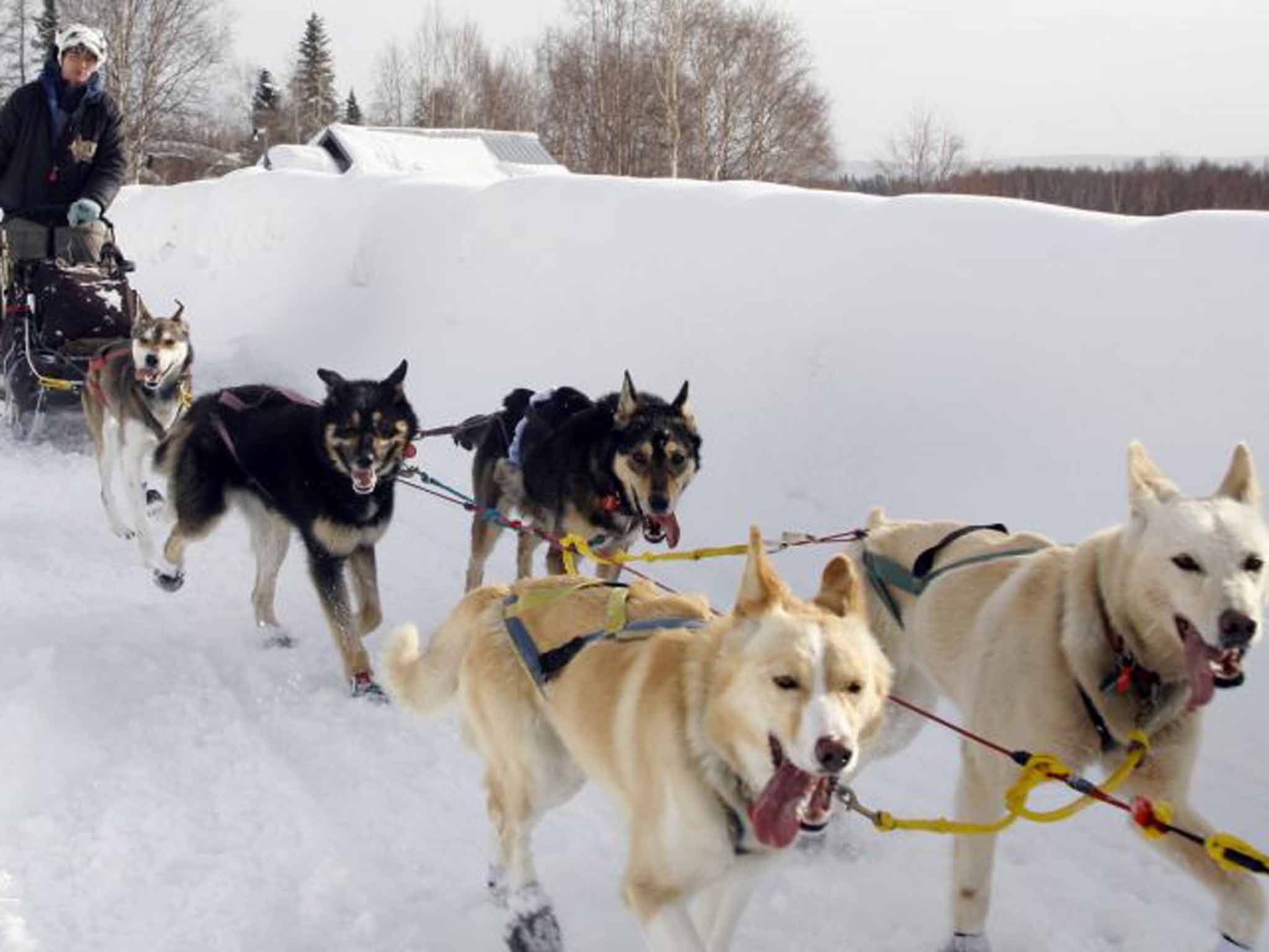 Dog gone: husky sledging in Alaska