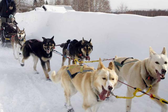 Dog gone: husky sledging in Alaska