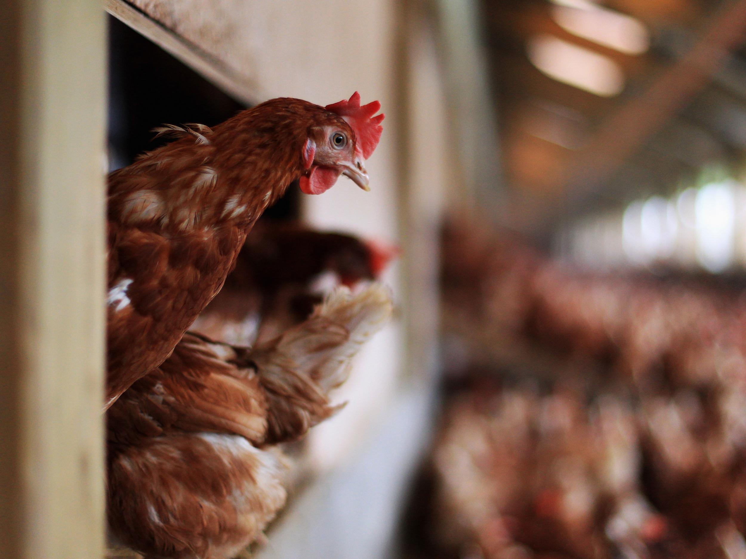 The strain was found in chickens at a poultry farm in Dunfermline