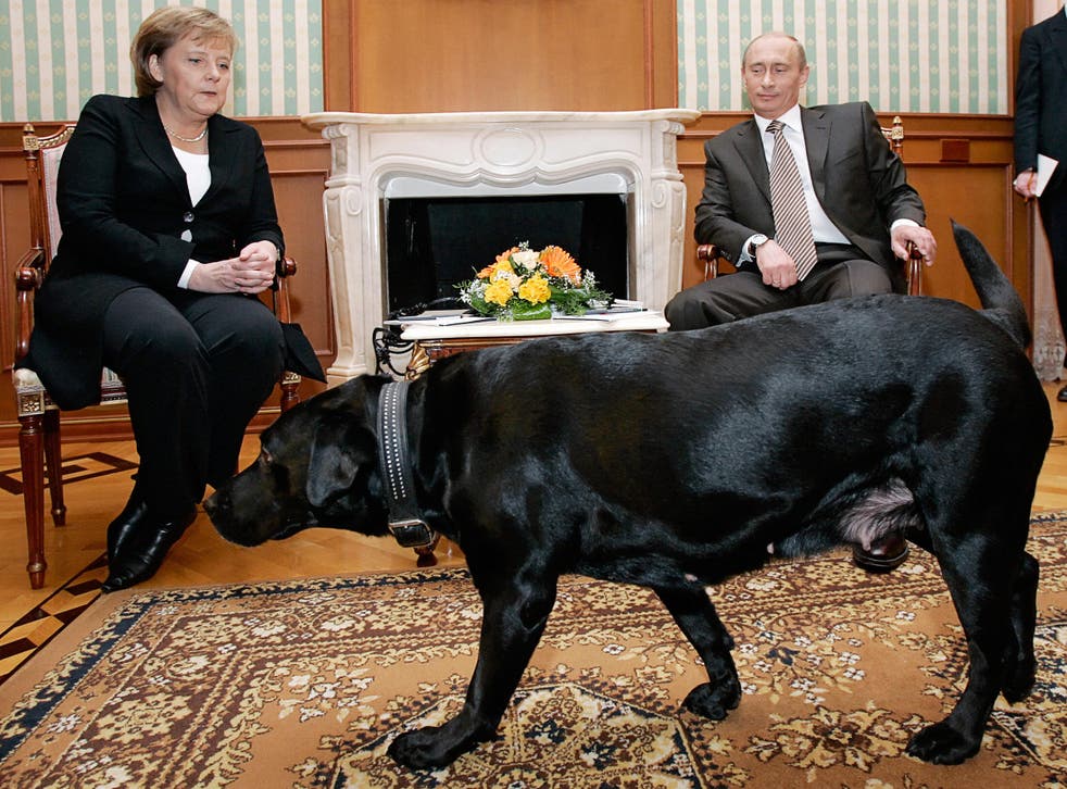 Angela Merkel was photographed looking uncomfortable throughout her meeting with Putin as the large black Labrador wandered around the meeting room