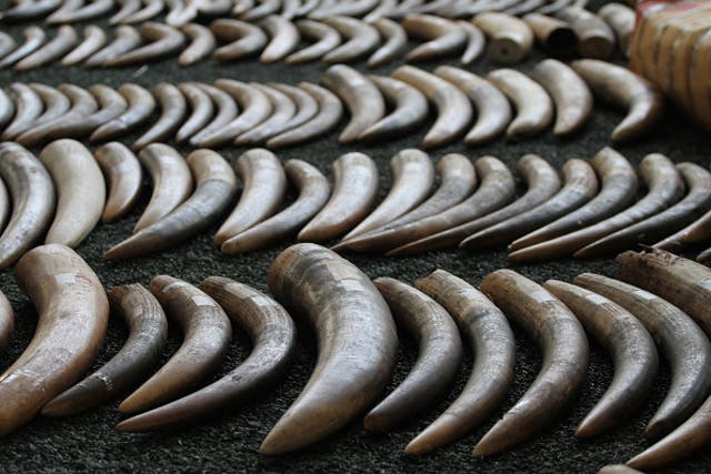 789kg of smuggled elephant tusks at the Customs Department in Bangkok, Thailand, in December last year