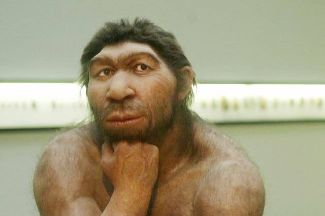 A reconstruction of a Neanderthal man at the Prehistoric Museum in Halle, eastern Germany