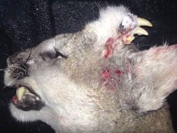 Mountain lion discovered with set of teeth in forehead
