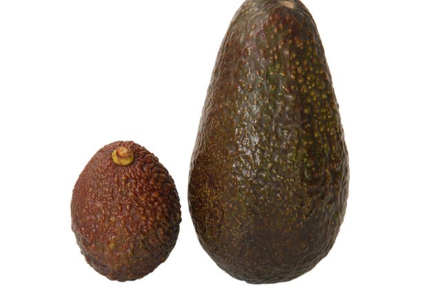 The mini avocado (R) will relieve the burden of eating only half an avocado