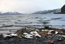 Thousands of starving seabirds found dead along Alaskan coast