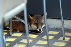 Video shows injured fox take refuge inside London restaurant