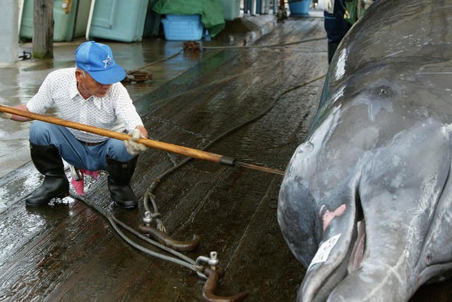 A Japanese whaler cleans and cuts meat from a Baird's Beaked Whale