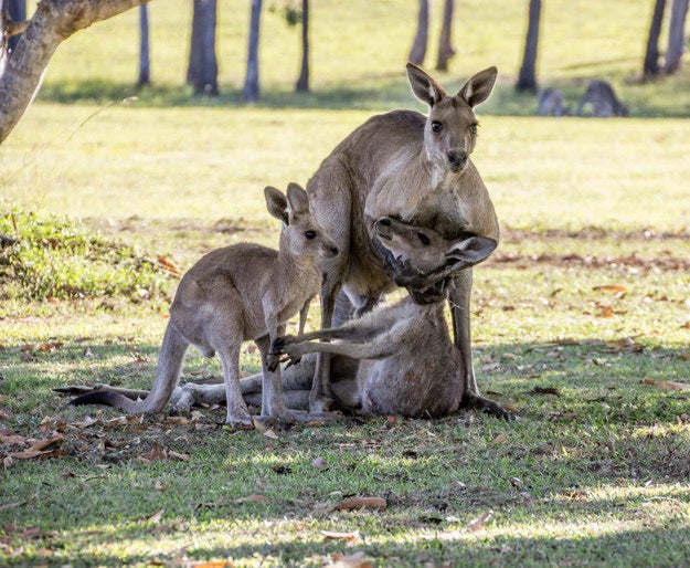Male Kangeroo holding the head of his dying mate