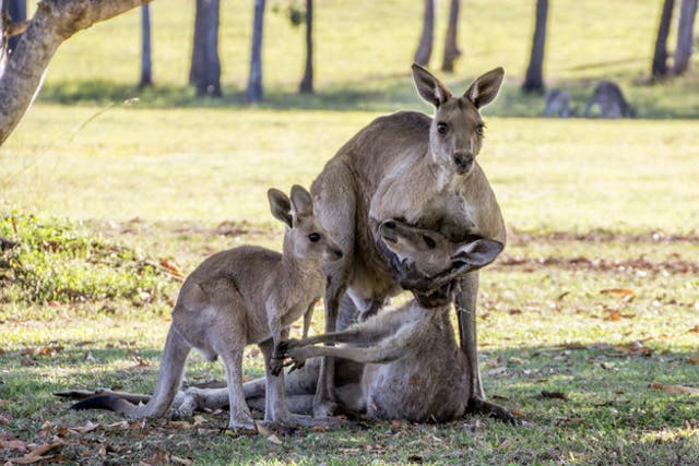 Male Kangeroo holding the head of his dying mate