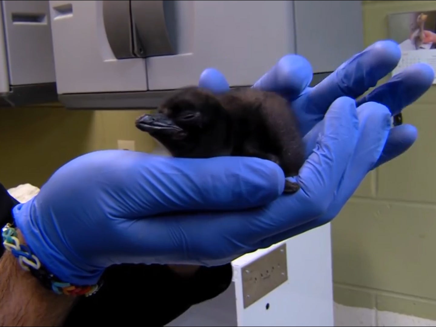 Baby penguin named after David Bowie on his birthday – two days before passing away