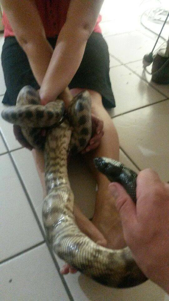 The black-headed python 'handcuffing' its owner