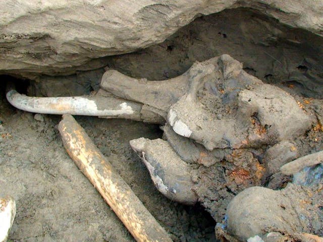The mammoth skeleton that was discovered by a 12-year-old Russian boy in 2012