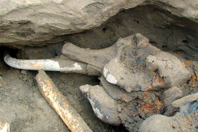 The mammoth skeleton that was discovered by a 12-year-old Russian boy in 2012