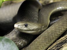 Man makes deadly snakes bite him 160 times in hunt for human antidote