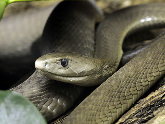 A black mamba, which recently bit Tim Friede: it "felt great", he said