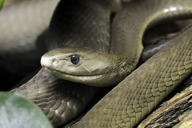 A black mamba, which recently bit Tim Friede: it "felt great", he said