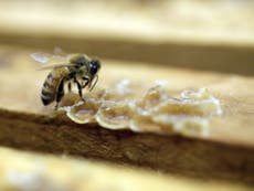 Queen creates army of super bees that can defeat deadly varroa mites