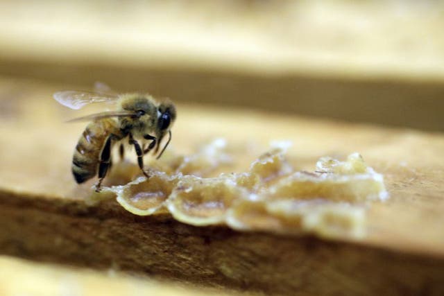 Most efforts to save honeybees have focused on using pesticides to kill the mites