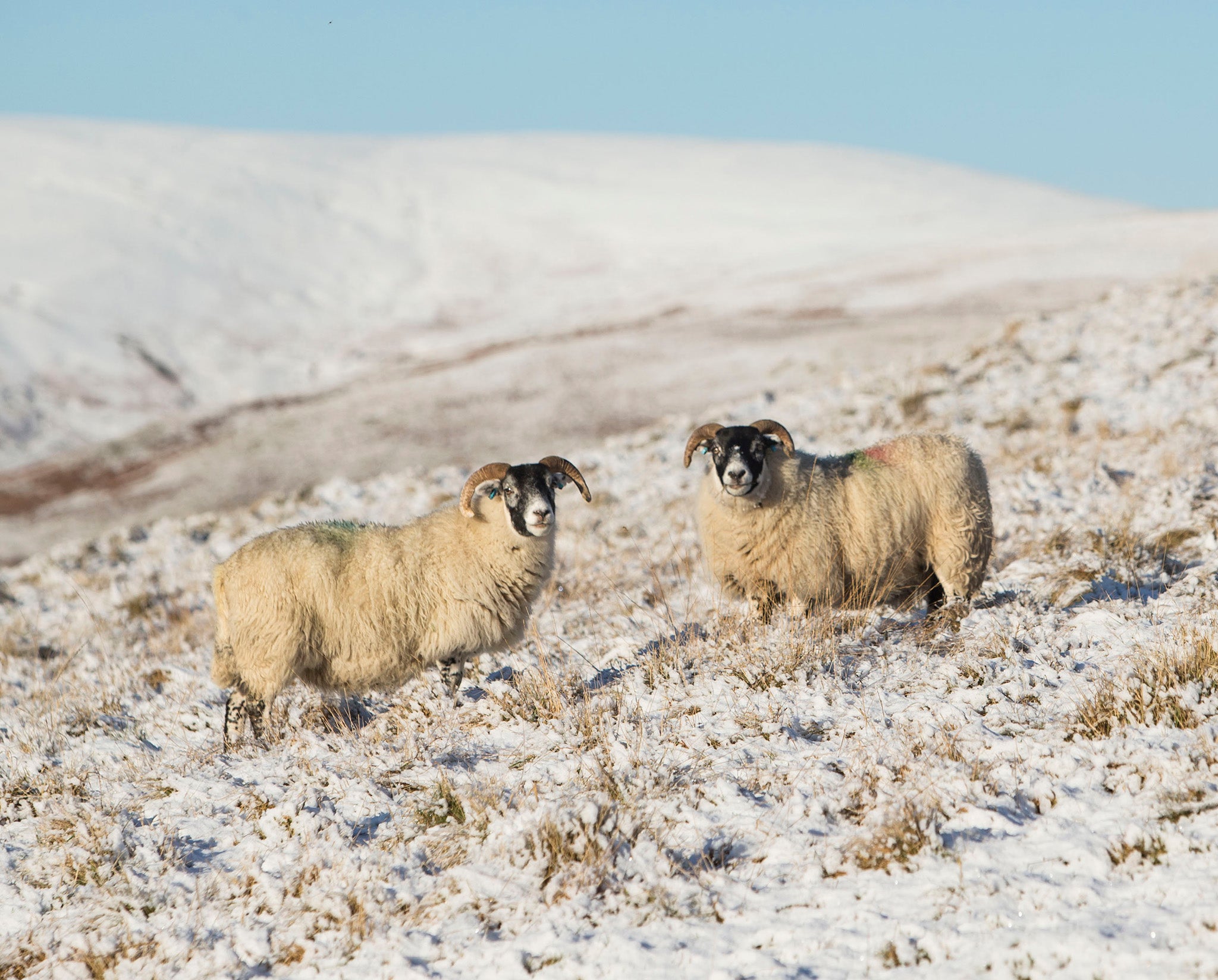 Stranded sheep near Abington in Scotland as their field is coated in snow