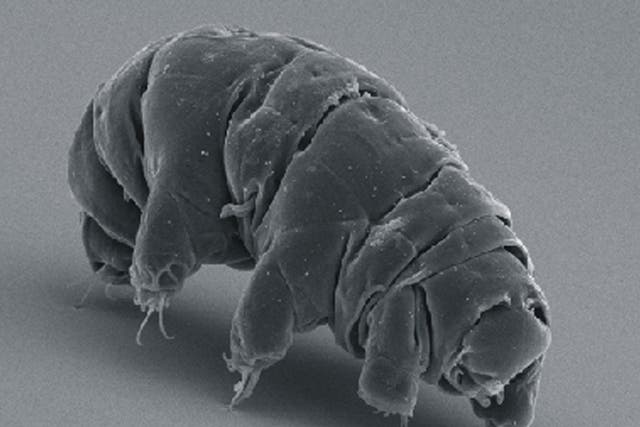 <p>Tardigrades are also known as ‘water bears’ or ‘moss piglets’</p>