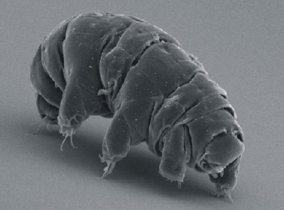 Tardigrades are also known as ‘water bears’ or ‘moss piglets’