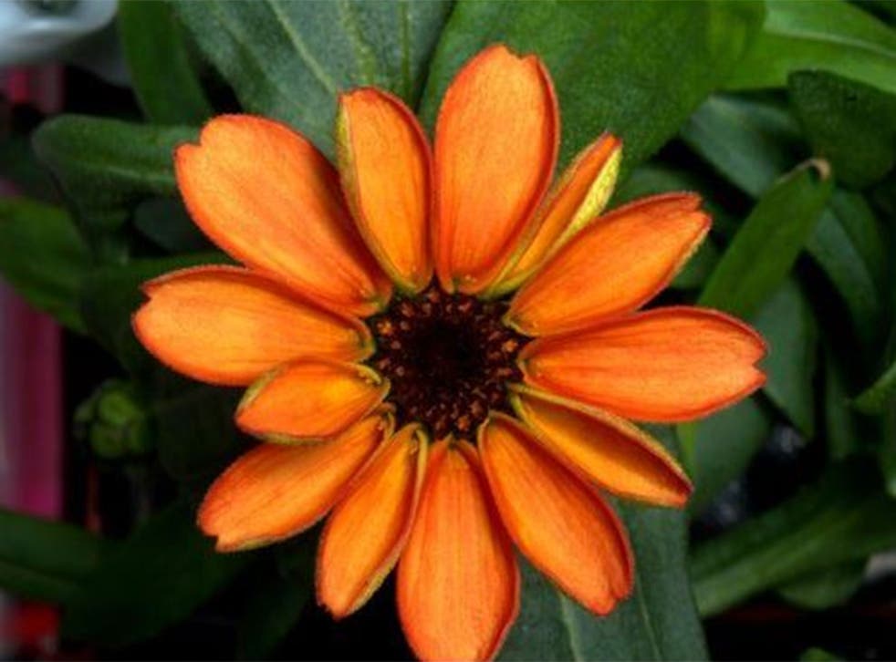 A flower has grown in space for the first time ever