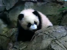 Bei Bei: Giant panda cub makes debut after being kept from public since birth