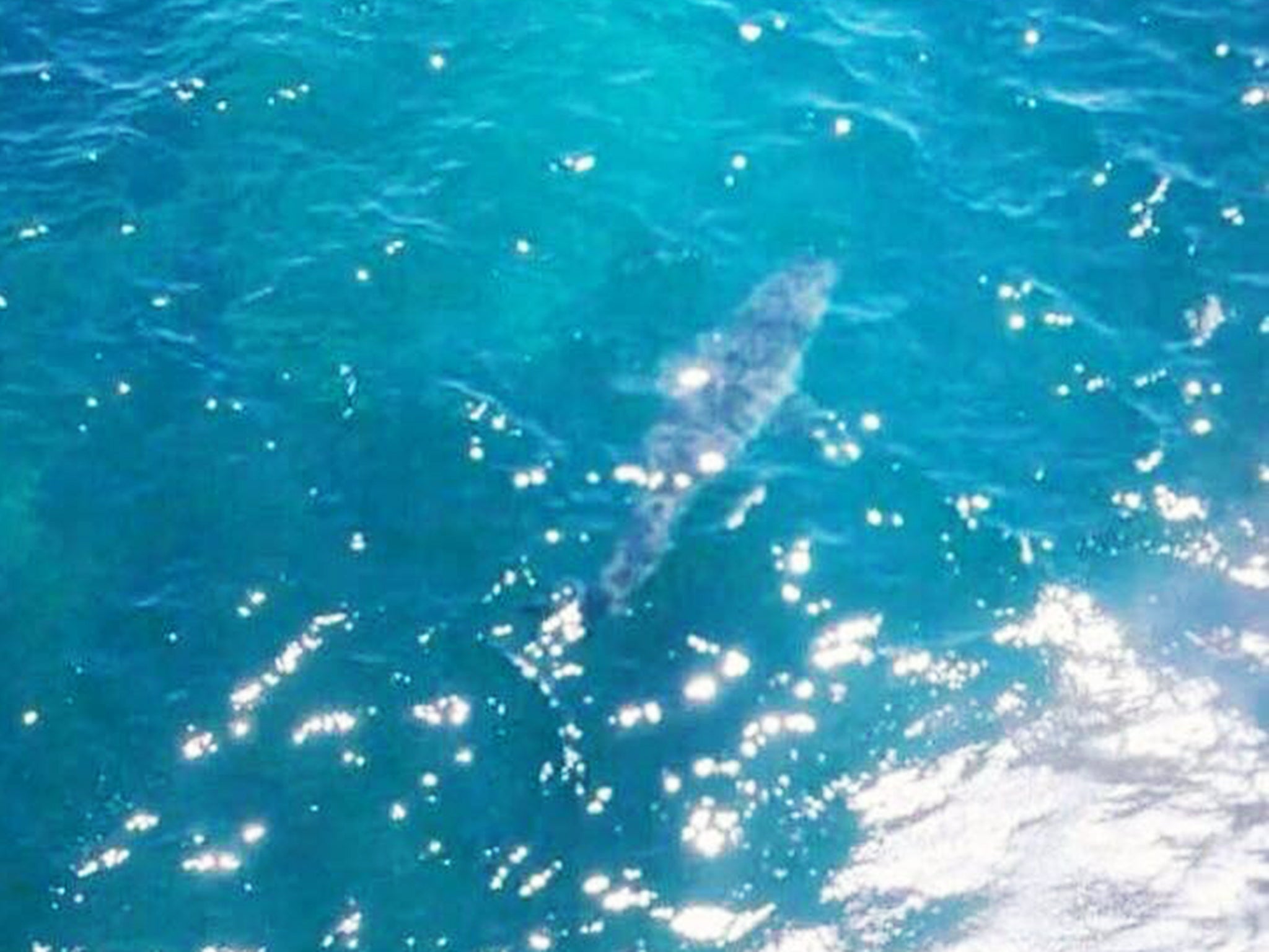 People had to be evacuated off a local beach after the 7-metre shark was spotted