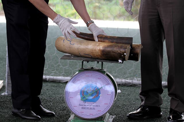An official weighing smuggled elephant tusks in Bangkok last month