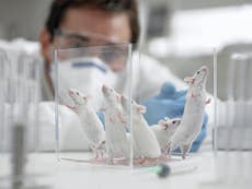 Scientists discover elixir of youth for mice – and begin human trials