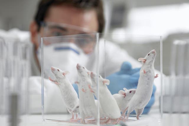 Mice with a disease that causes premature ageing lived 30 per cent longer after scientists used their anti-ageing technique
