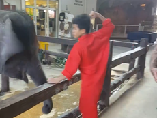 Video shows baby elephant cowering from punch by Thai sanctuary worker