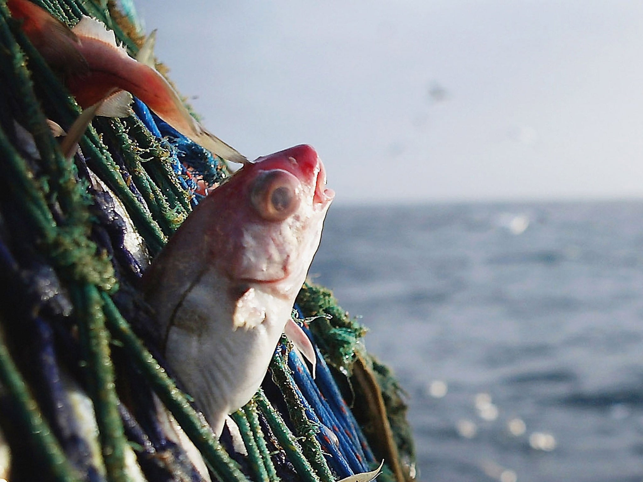 More than 32 million tonnes of caught fish goes unreported each year, the study claims