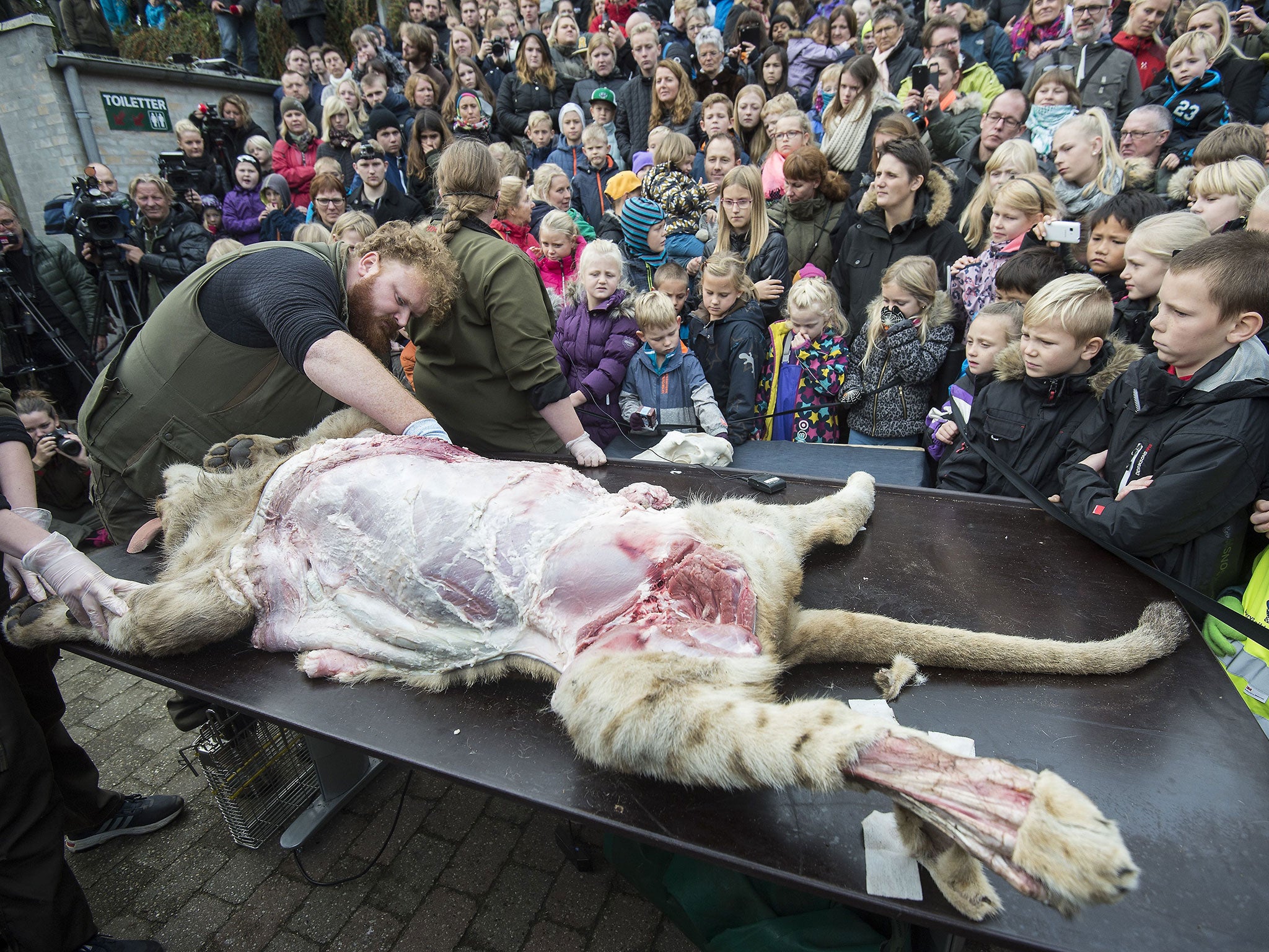 Staff at Odense Zoo dissected a lion in front of a live audience as well as streaming it online, October, 2015