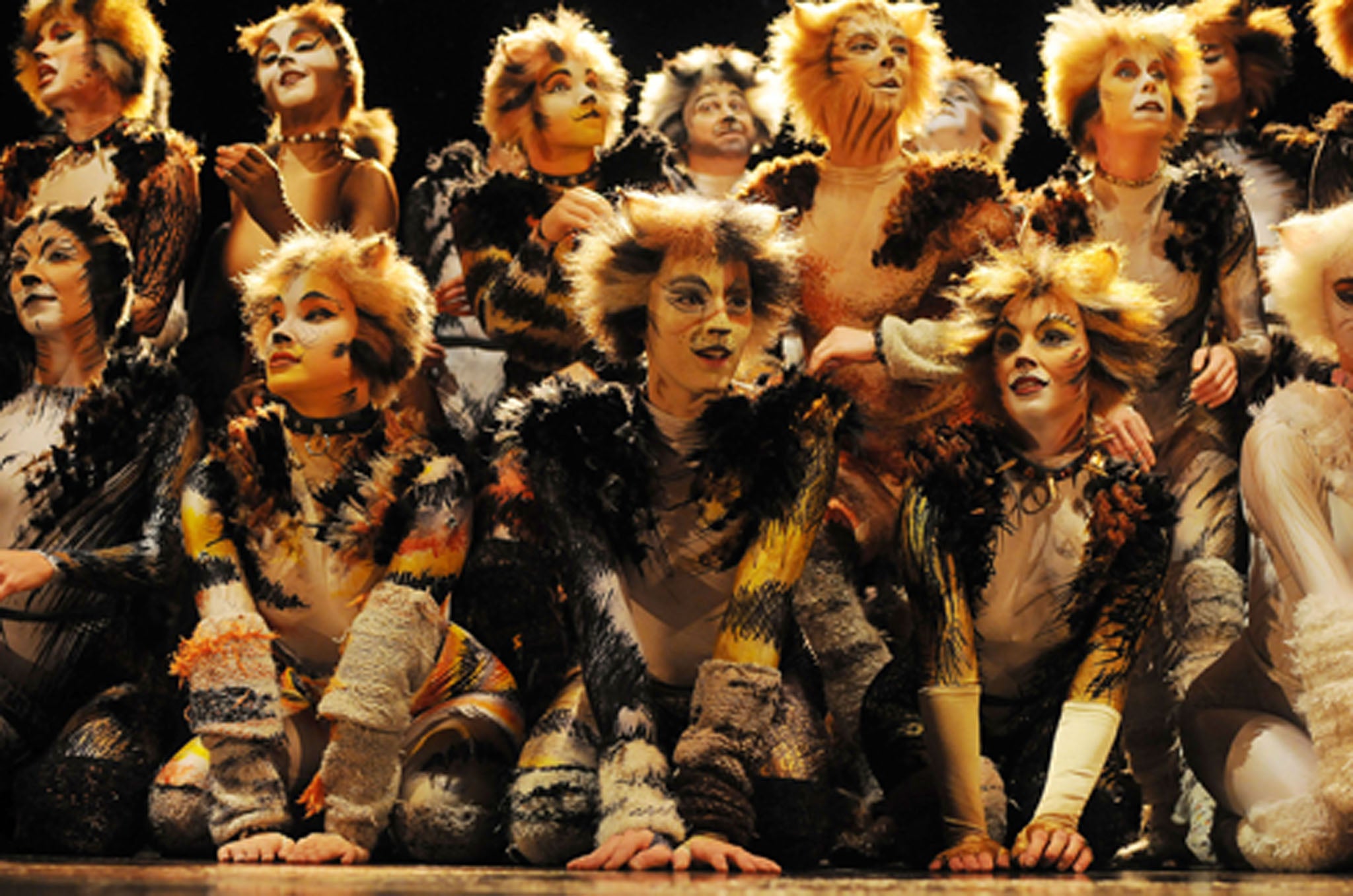 cats musical  Cats musical, Musicals, Cats