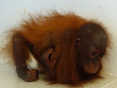 Video shows baby orangutan traumatised by years in captivity