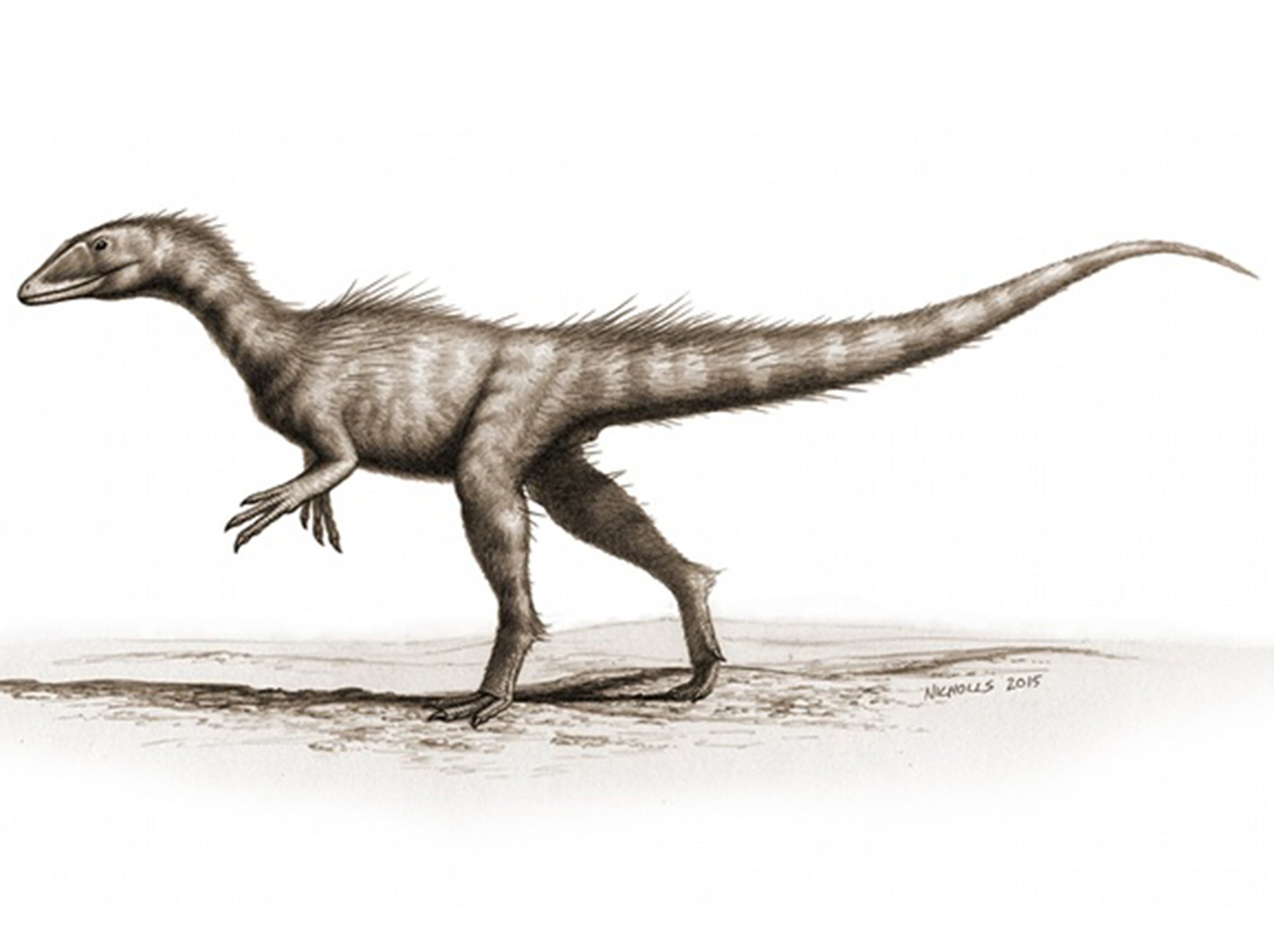 Ancient dragon found in Wales, named Dracoraptor hanigani The Independent The Independent pic