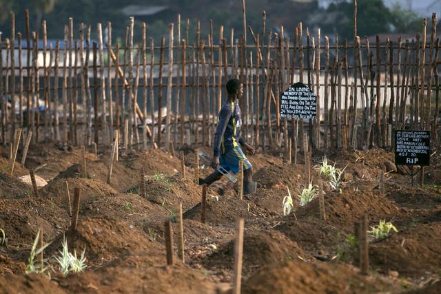 A grave digger walks past fresh graves at a cemetery in Freetown, Sierra Leone, during the Ebola outbreak in 2014