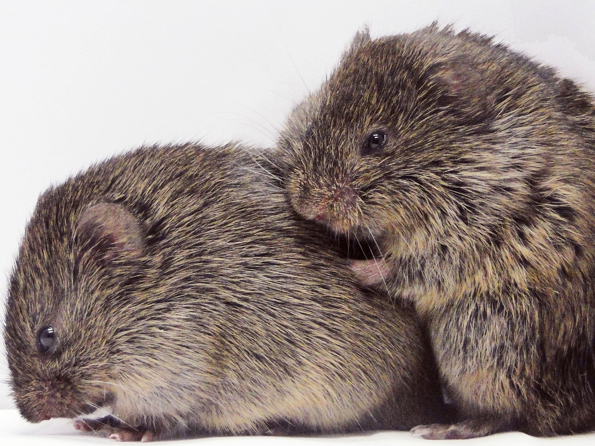 Vole models: mammals could shed light on the role of empathy in human mental health, a study says