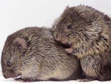 Prairie vole’s ‘capable of showing emotional sympathy’