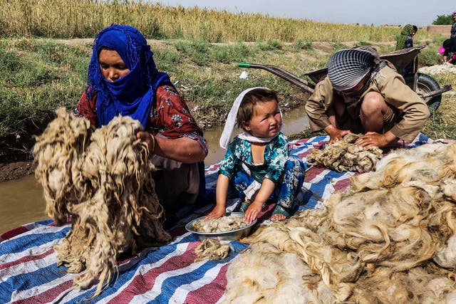 Afghans washing goat hair to make into yarn in Herat, Afghanistan